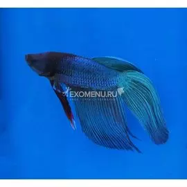 Петушок зелёный (самцы)
