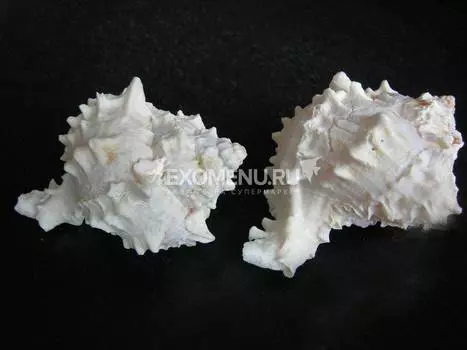 Пинк Мурекс 2-3"