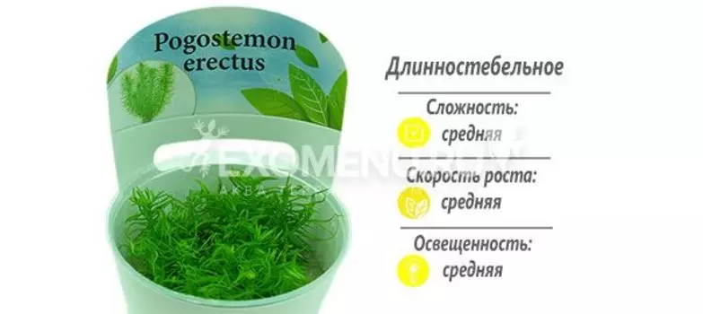 Погостемон Эректус (Pogostemon Erectus) меристемное
