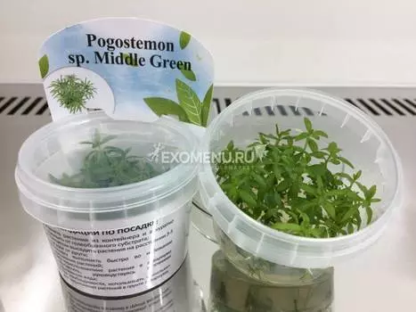 Погостемон зеленый (sp. Middle Green) меристемное