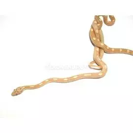 Полоз маисовый Snow Motley
