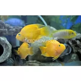 Попугай Желтый (Cichlasoma papyagi )