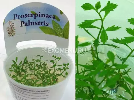 Прозерпинака полюстрис (Proserpinaca Palustris) меристемная