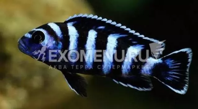 Псевдотрофеус демасони