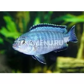 Псевдотрофеус Зебра голубая (Pseudotropheus zebra)