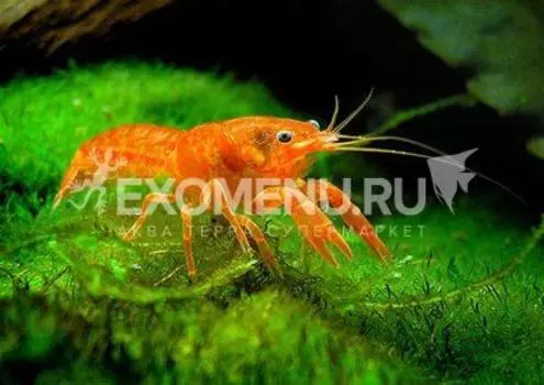 Рак мексиканский карликовый оранжевый