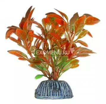 Растение 0877 "Людвигия" красно-зеленая, 80мм, (пакет)