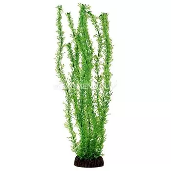 Растение 13138 "Лигодиум" зеленый, 100мм, (пакет)