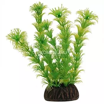 Растение 1367 "Амбулия" жёлто-зеленая, 100мм, (пакет)