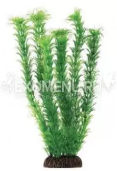 Растение 1393 "Амбулия" зеленая, 100мм, (пакет)
