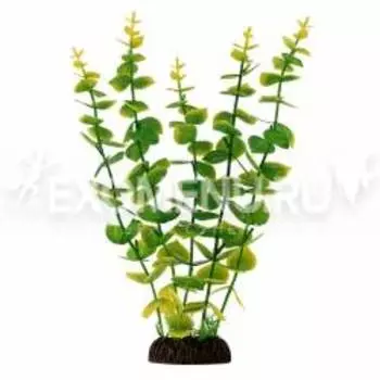 Растение 2962 "Бакопа" желто-зеленая, крупнолистная, 300мм, (пакет)