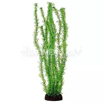 Растение 5570 "Лигодиум" зеленый, 500мм, (пакет)