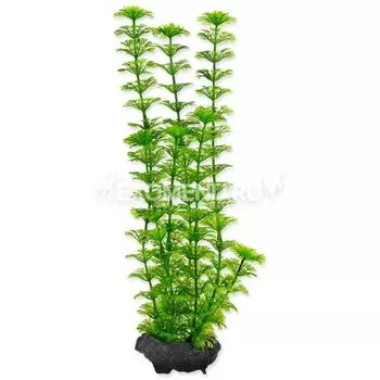 Растение аквариумное Ambulia (M) 23 см. с утяжелителем 270329
