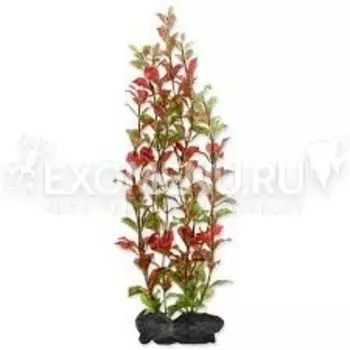 Растение аквариумное Red Ludvigia (L) 30 см. с утяжелителем 270596