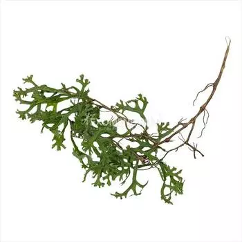 Растение искусственное "Водяной папоротник"