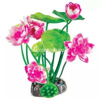 Растение "Нимфея розовая", 200мм, Laguna