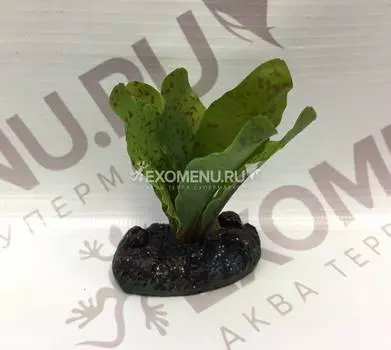 Растение шелковое "Эхинодорус крапчатый", 70мм, (пакет)