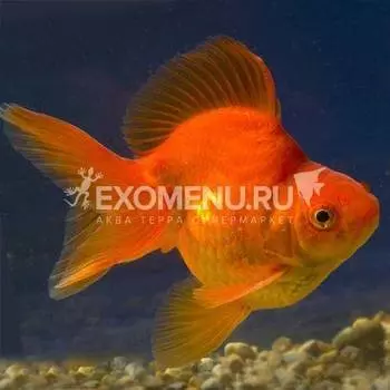 Риукин красный L (Carassius auratus)