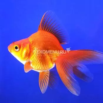 Риукин красный M (Carassius auratus)