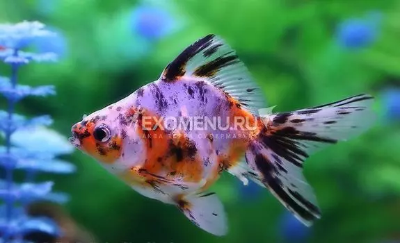 Риукин ситцевый L (Carassius auratus)