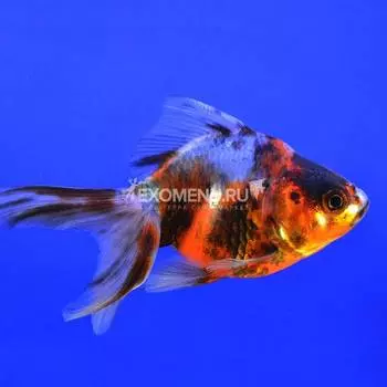 Риукин ситцевый М (Carassius auratus)