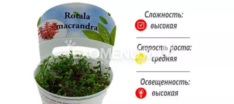 Ротала макрандра (Rotala macrandra) меристемное