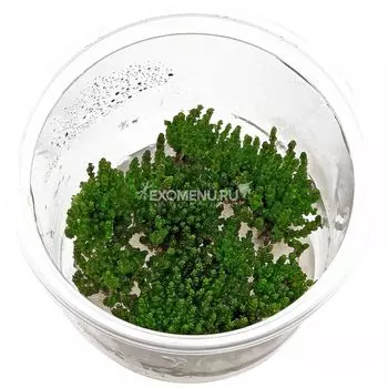 Ротала Перл (Rotala sp. Pearl) меристемное