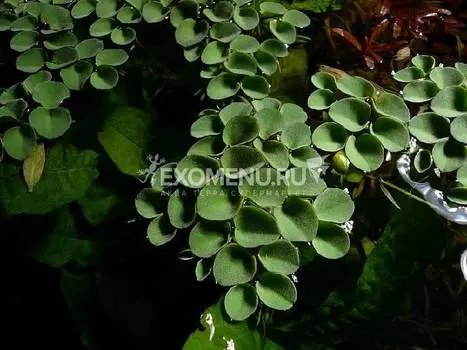 Сальвиния клобучковая