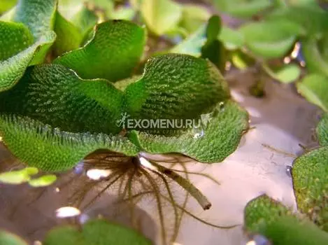 Сальвиния Натанс