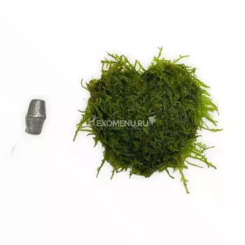 Сердце из яванского мха (аквадекор)