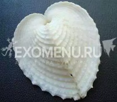 Сердечко (кардиум) 1"