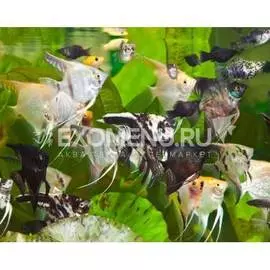 Скаляр АССОРТИ, M (Pterophyllum scalare)