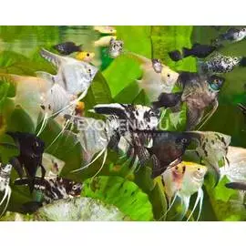 Скаляр АССОРТИ (Pterophyllum scalare)