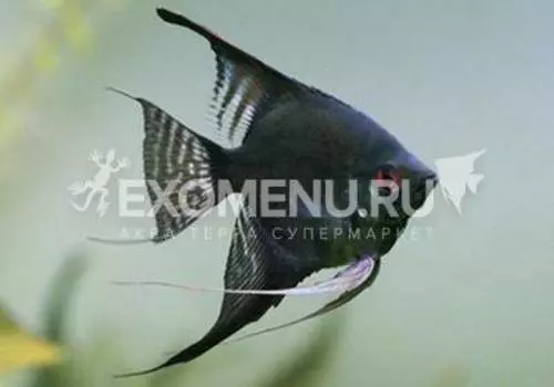 Скалярия чёрная L (Pterophyllum scalare)