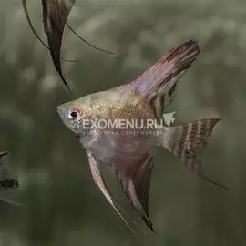 Скалярия Параиба