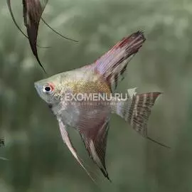 Скалярия Параиба, S