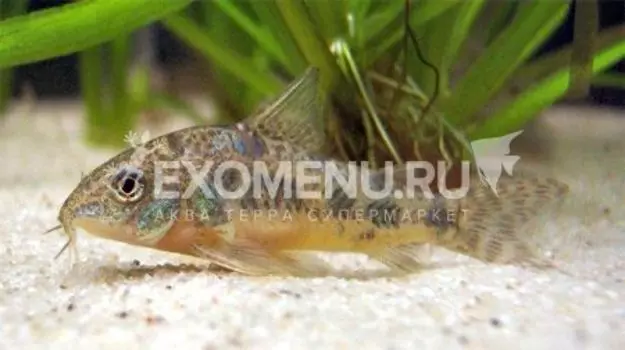 Сом коридорас крапчатый (Corydoras paleatus)