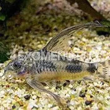 Сом коридорас крапчатый вуалевый (Corydoras paleatus)