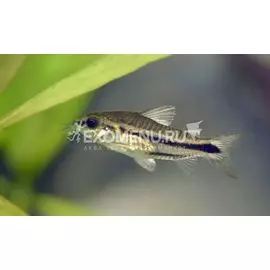 Сом коридорас пигмей (Corydoras pygmaeus)