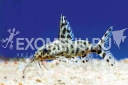 Сом синодонтис далматин (Synodontis sp)