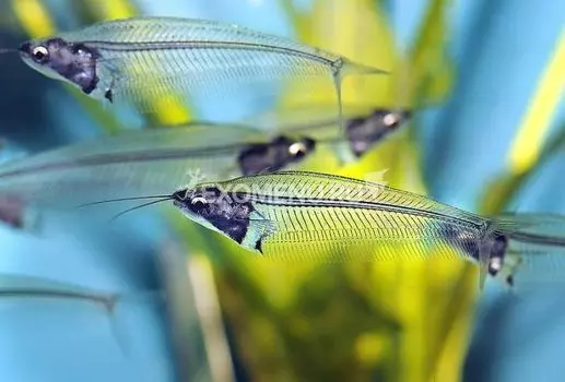 Сом стеклянный (Kryptopterus Minor)
