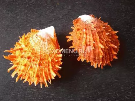 Спондилус Барбатус оранжевый