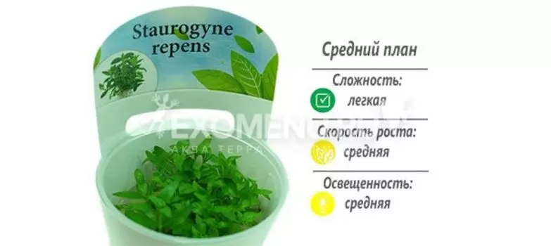 Стаурогин ползучий (Staurogyne repens) меристемное