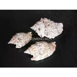 Стромбус Аресдейн