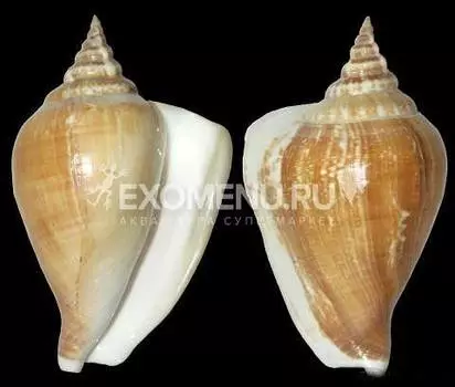 Стромбус Канариум коричневый