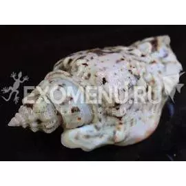 Стромбус Лентегиносус