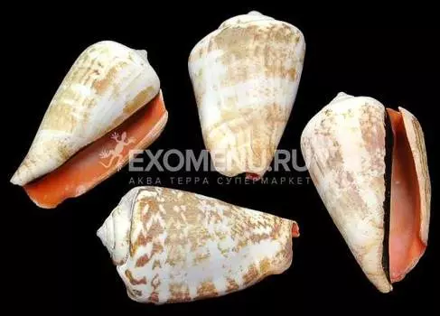 Стромбус Луханус