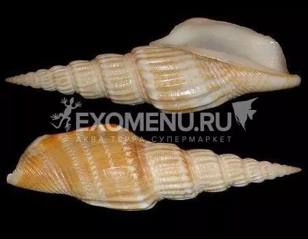 Стромбус Витатус