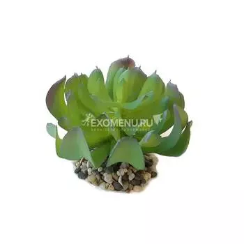 Суккулент SZ05 Каменная роза широколистная