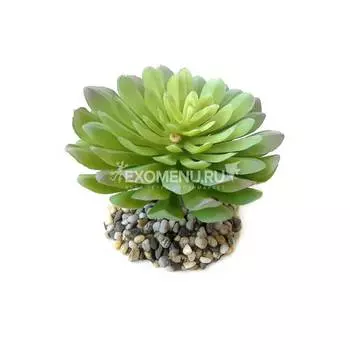 Суккулент SZ06 Каменная роза мелколистная